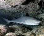 Whitetip resif köpekbalığı